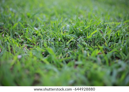 drops of dew on a green grass.background of dew drops on bright green grass.selective focus.