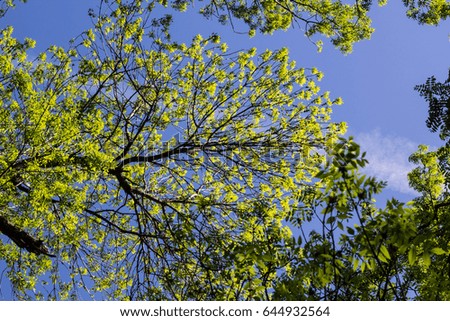 the top of green trees seen from below