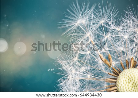 Close-up of dandelion seeds on blue natural background. Macro shot.