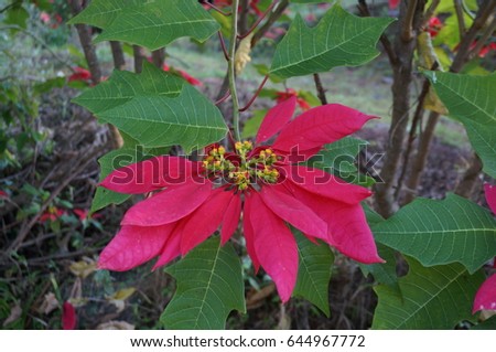 Close up of photo of blooming red leaves of Poinsettia, Red Christmas flowers, Flores de Noche Buena or Flowers of the Holy Night ( Euphorbia pulcherrima ) and green leaves in natural background