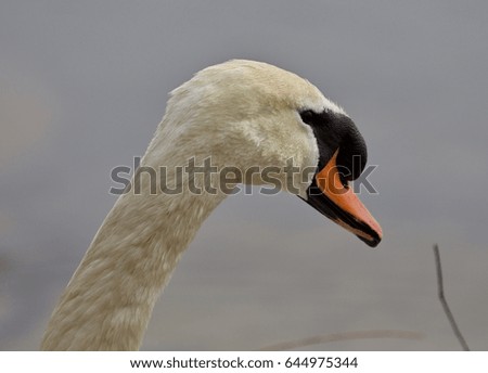 Beautiful isolated photo of a swan in the nest
