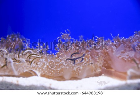 Live corals algae seabed background
