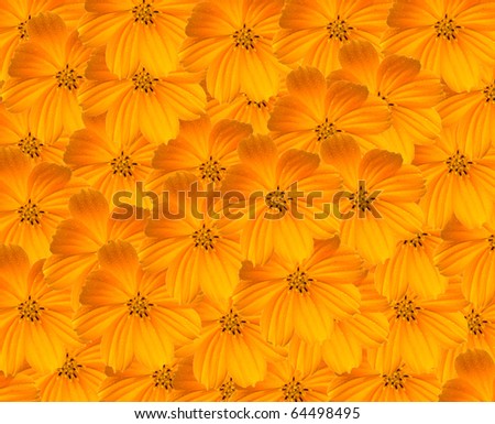 Yellow Cosmos Background. (Beautiful yellow flower background.)