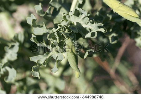 Blossom of the yellow hornpoppy (Glaucium flavum)