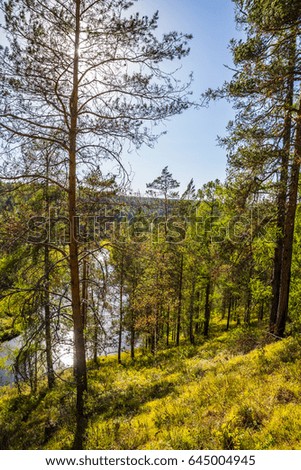 Journey on foot through uncharted roads of a national Park. Summer in the forest. Panorama of the natural landscape. Blue sky.