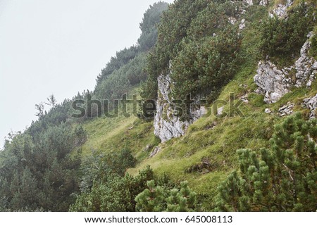 Foggy mountain landscape with grass and coniferous trees