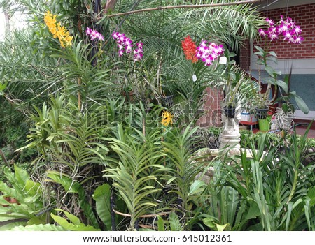 The orchids are yellow, red and purple with green leaves in the garden. Group of white orchid, purple orchid Or flower queen of thailand