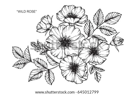 Wild rose flowers drawing and sketch with line-art on white backgrounds.
