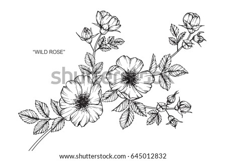 Wild rose flowers drawing and sketch with line-art on white backgrounds.