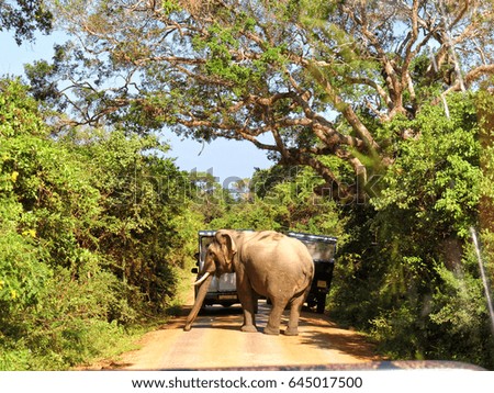 Curious elephant looking at off road vehicles during a safari in Sri Lanka, Ceylon, Asia                             