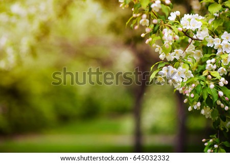 beautiful tree an Apple tree in flower on the green grass with the sun