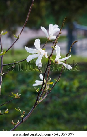 A flower of a white magnolia on a branch on a blurred green background