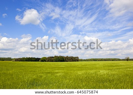 a green barley field with woodland on the horizon in the yorkshire wolds under a blue cloudy sky in springtime
