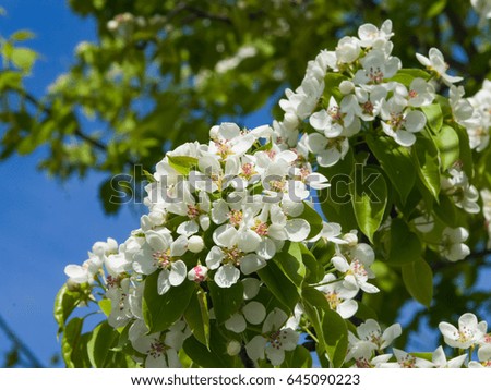 Flower of Pear Tree, Pyrus communis, close-up on bokeh background, selective focus, shallow DOF.