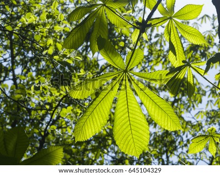 Leaves of horse chestnut tree in sunlight, selective focus, shallow DOF.