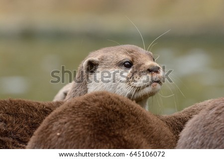 head shot of an otter looking up