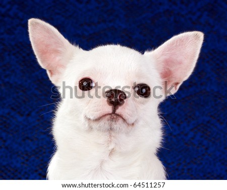 Short coat chihuahua on a blue background