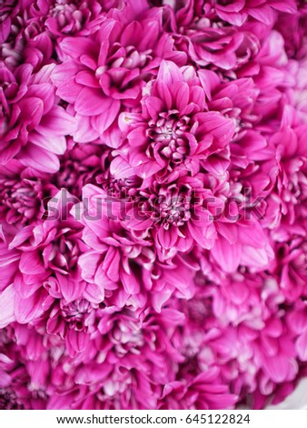 beautiful pink violet flowers background