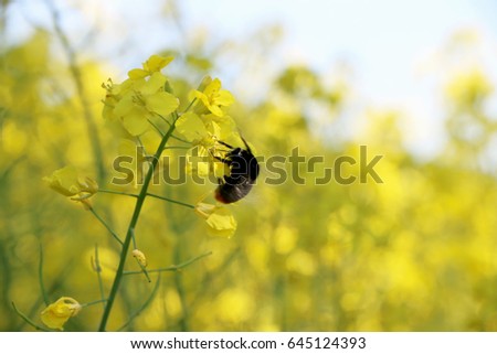 Bee pollinated canola field. Dusting a growing flower