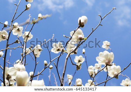 Soft focus image of magnolia flowers under sun light. spring season background