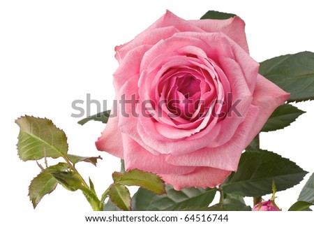 Pink rose on stem with green leaves