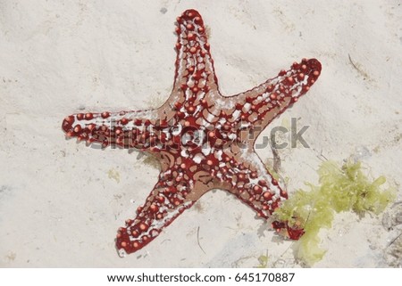 Sea star, starfish, asteroidean under water on the beach in island Zanzibar, Tanzania, East Africa, Africa
