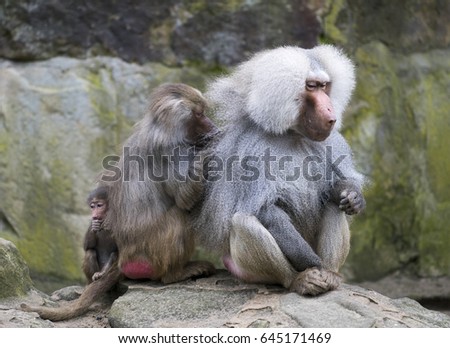 Baboon family with the female grooming the male and the cuddling up to its mother