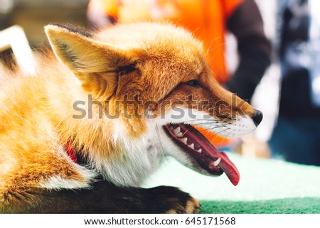 Mammals -  red fox pet, looking for something to eat or to bite, showing teeth, wild animal in the nature