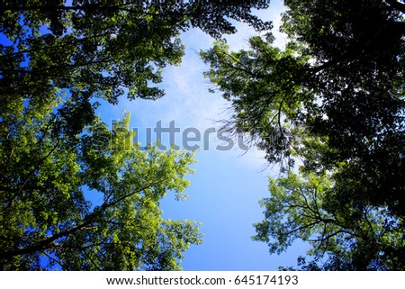 Nature outdoors looking up at blue sky and trees