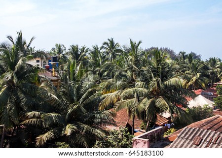 palm trees tops aboce roof view from above