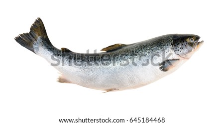Salmon fish isolated on white without shadow Royalty-Free Stock Photo #645184468