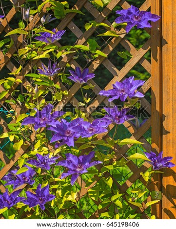 Nice purple clematis flower in the garden
