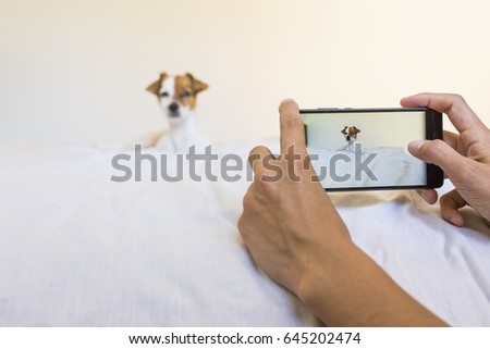 woman hands taking a picture with a mobile phone of a cute young little dog laying on bed. white background. Technology. pets indoors.