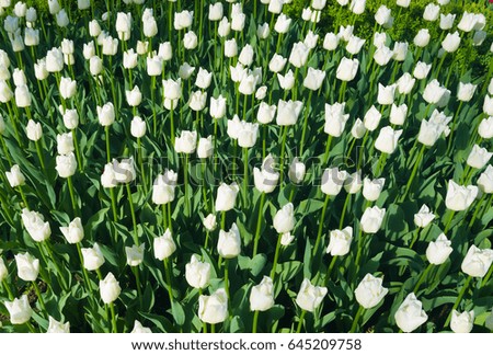 Many may fresh white tulips on a Sunny day