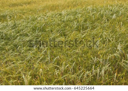 cereal rye field