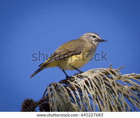 This is a Yellow-rumped thornbill, Also known as a Butterbum to Australian bird watchers. They feed on insects and seeds. They can also mimic the calls of other birds. Photographed in QLD Australia..