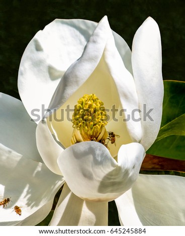 bees pollinating a magnolia blossom close up