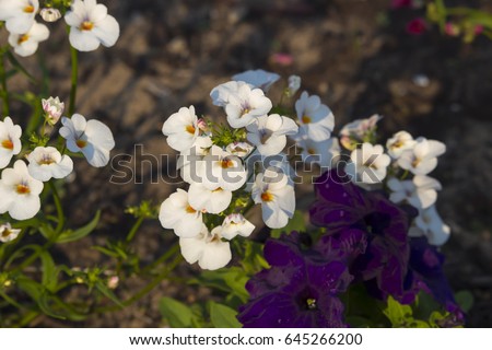 Dainty small two lipped blooms of nemesia  flowering  in a cottage garden add charming  subtle color to a drab garden landscape attracting butterflies and bees in early spring.