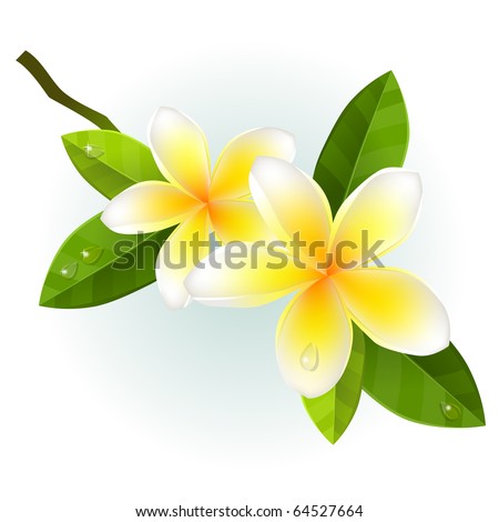 Frangiapani flowers isolated on white background