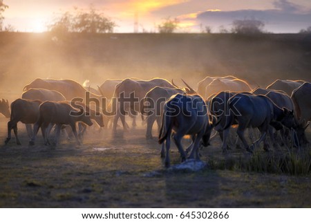 The atmosphere is beautiful during sunset. With Fields filled with herds of buffalo.