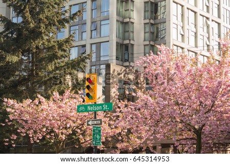 Nelson Street sign with cherry tree flowers 