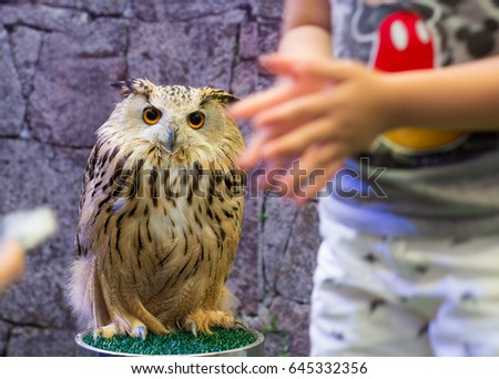 Portrait of a Beautiful Owl in zoo at bangkok thailand.