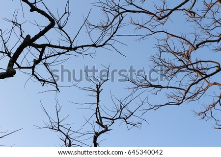 dark sky and dead tree branches, trees after fall season, cool weather and blue sky