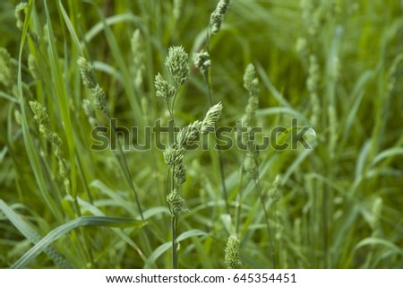 close up of flower heads of cock´s foot in meadow/orchard grass/blooming sweet grass Royalty-Free Stock Photo #645354451