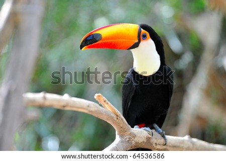 toucan outdoor - Ramphastos toco
