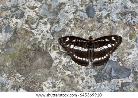 Butterfly from the Taiwan (Athyma opalina hirayamai)Flow with butterflies Royalty-Free Stock Photo #645369910