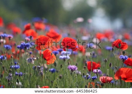 Beautiful poppies in May