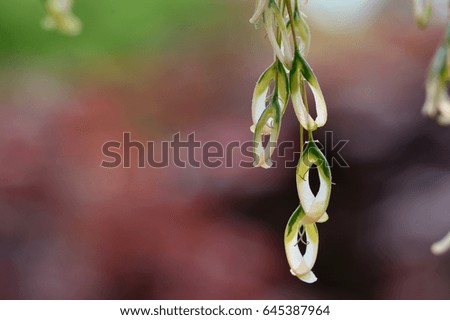 A flower that resembles an earring