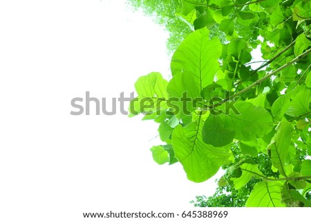 Green leaves of the tree.