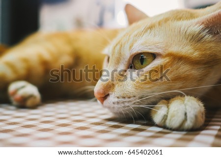 Cute animal background.Close up shot of Lazy ginger tabby cat,yellow eyes and pink nose lying on brown tone grid pattern tablecloth.